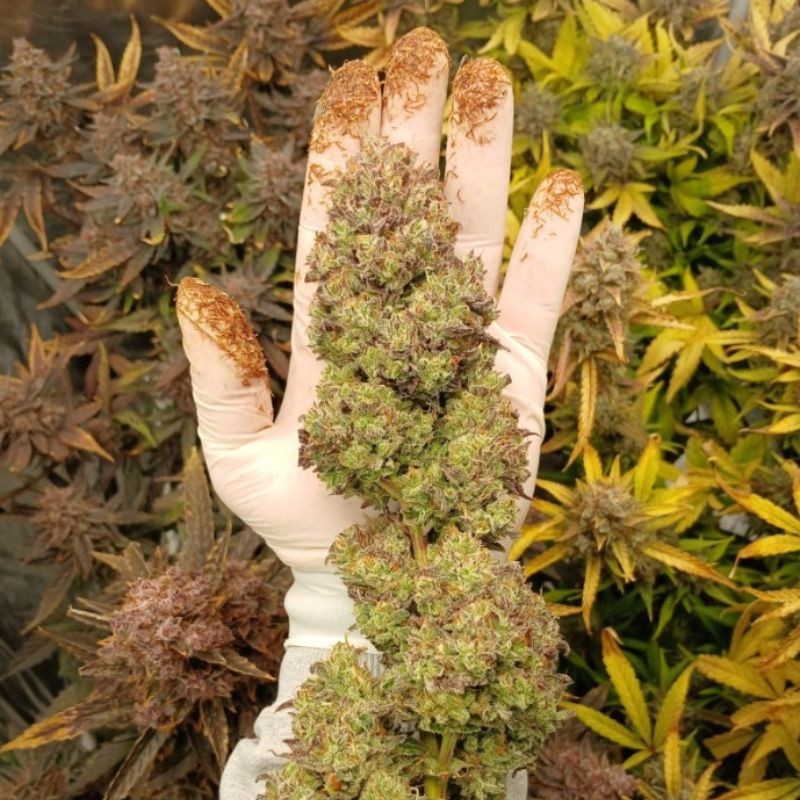 Nasiona marihuany Green Poison F1 Fast Version - odmiana konopi