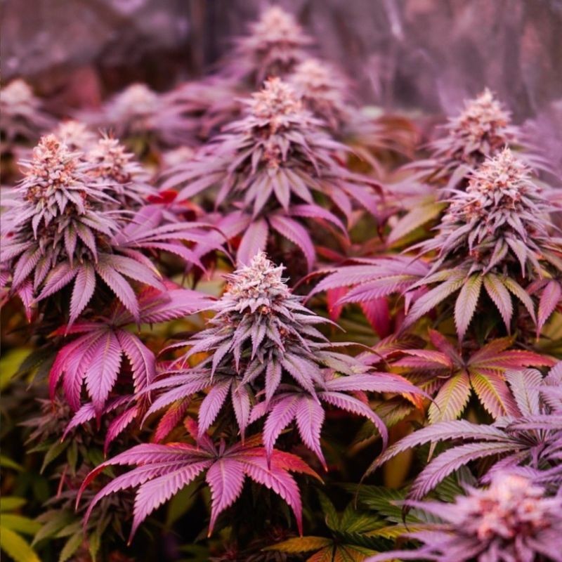 Nasiona marihuany medycznej 
 Green Poison CBD - odmiana konopi