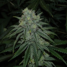 Nasiona marihuany automatyczne Green Poison Auto - odmiana konopi
