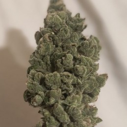 Nasiona marihuany Green Poison - odmiana konopi