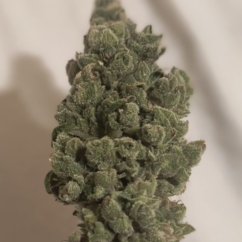 Nasiona marihuany Green Poison - odmiana konopi