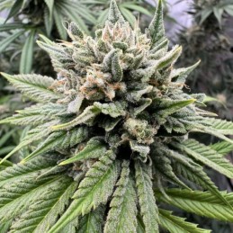 Nasiona marihuany Gorilla Girl F1 Fast Version - odmiana konopi