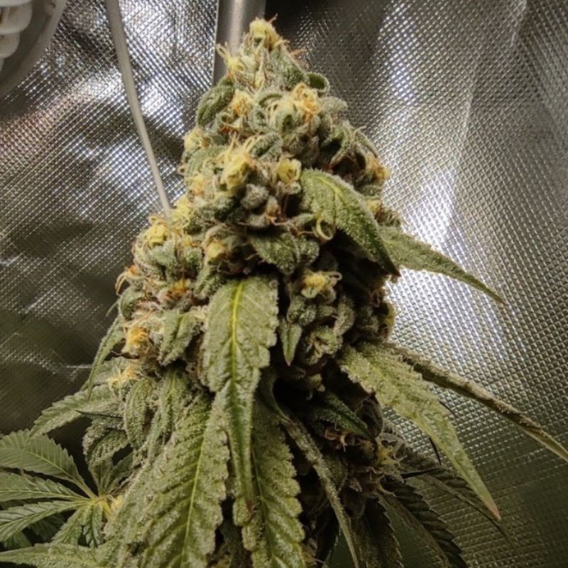 Nasiona marihuany Gorilla Girl - odmiana konopi