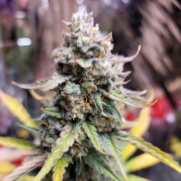 Nasiona marihuany Do-Sweet-Dos - odmiana konopi