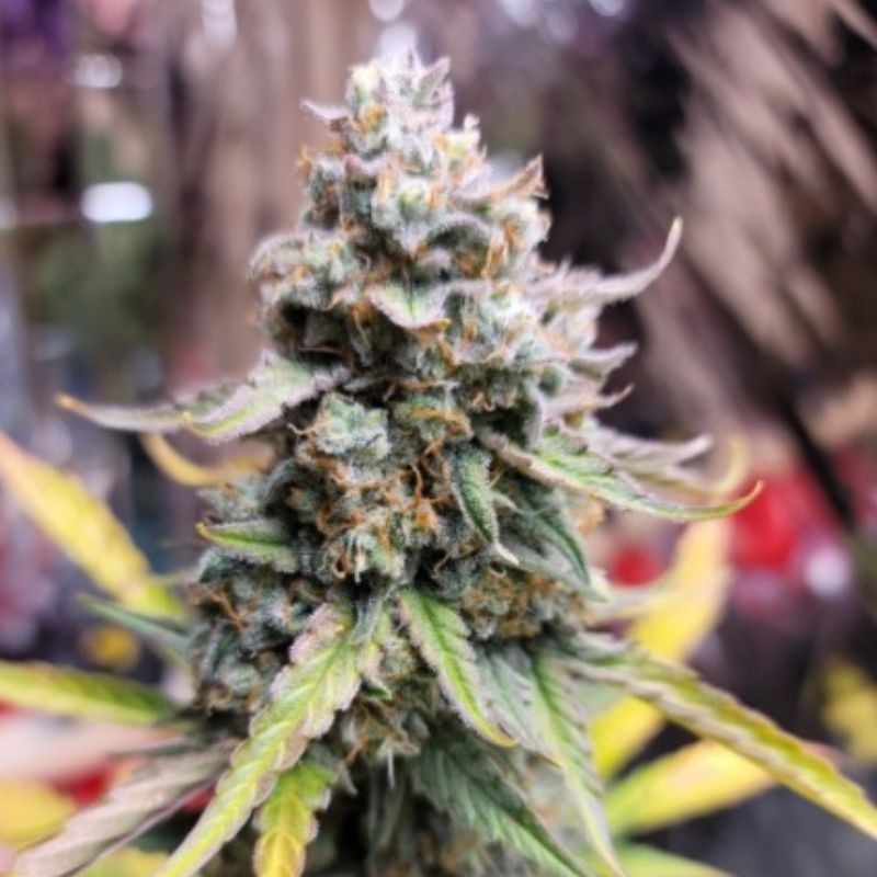 Nasiona marihuany Do-Sweet-Dos - odmiana konopi