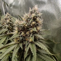 Nasiona marihuany automatyczne Devil Cream Auto - odmiana konopi