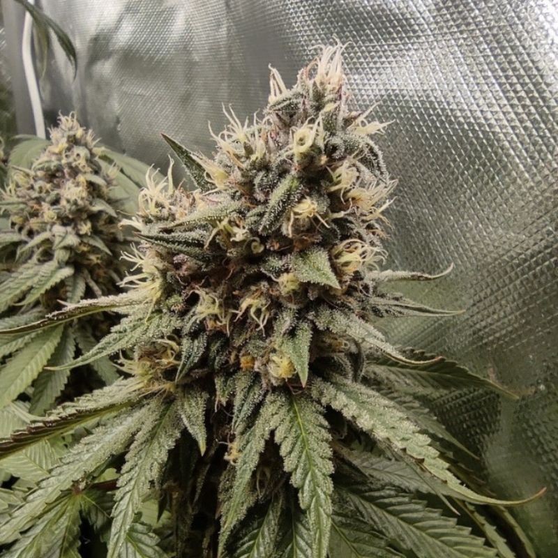 Nasiona marihuany automatyczne Devil Cream Auto - odmiana konopi