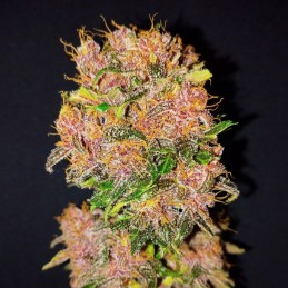 Nasiona marihuany automatyczne Dark Devil Auto - odmiana konopi