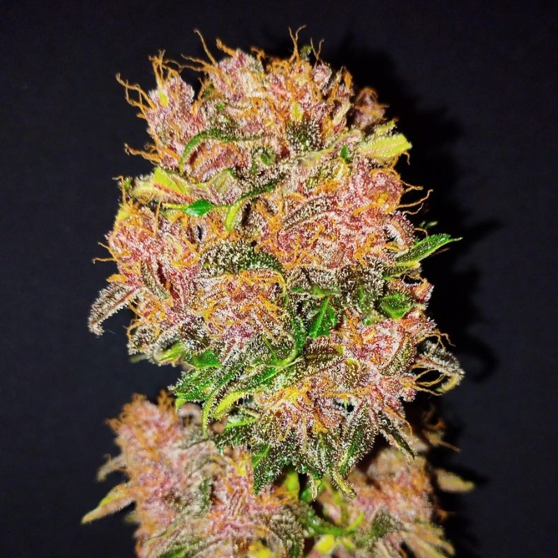 Nasiona marihuany automatyczne Dark Devil Auto - odmiana konopi