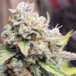 Nasiona marihuany automatyczne Crystal Candy XL Auto - odmiana konopi