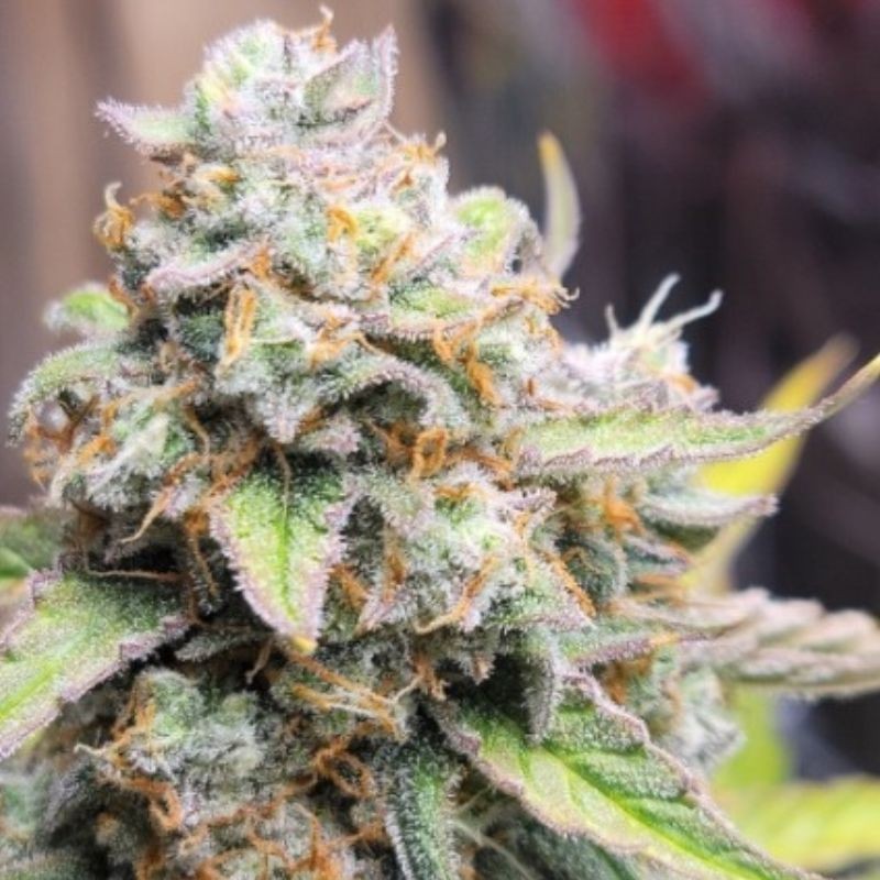 Nasiona marihuany automatyczne Crystal Candy XL Auto - odmiana konopi