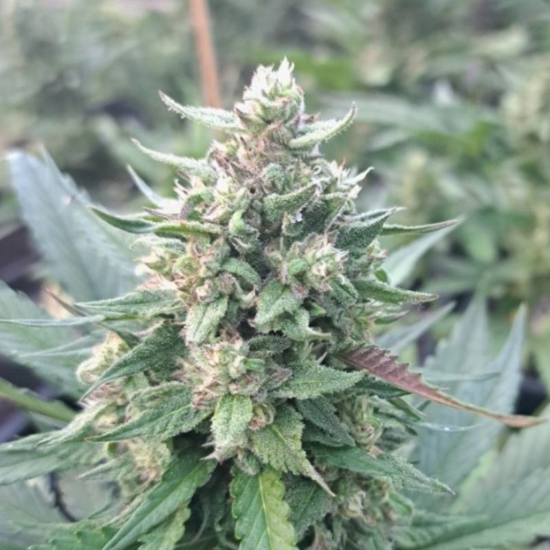 Nasiona marihuany Crystal Candy Auto - odmiana konopi