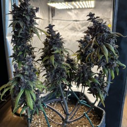 Nasiona marihuany automatyczne Black Cream Auto - odmiana konopi