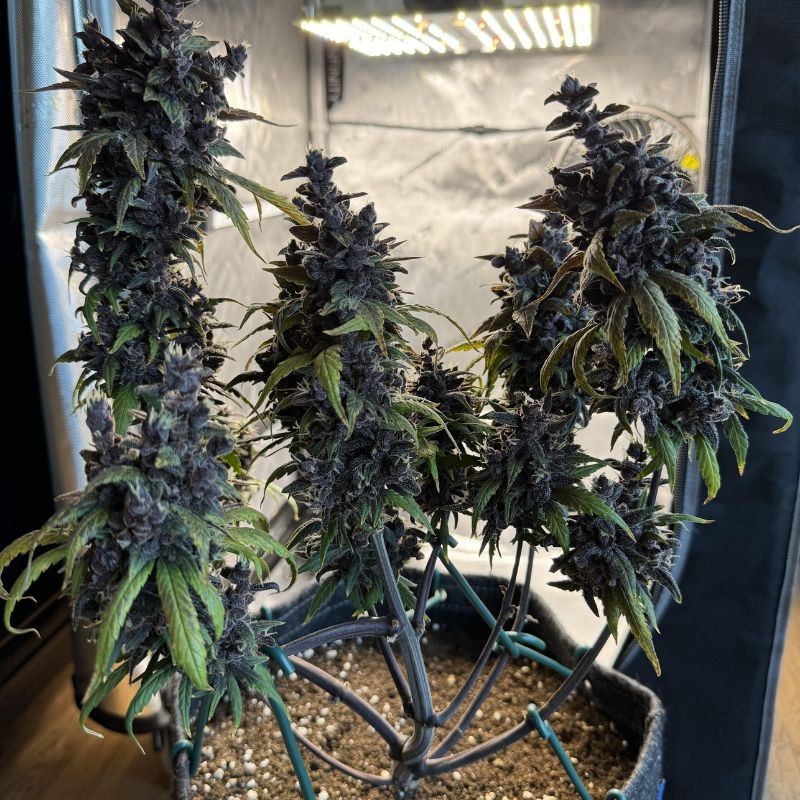 Nasiona marihuany automatyczne Black Cream Auto - odmiana konopi