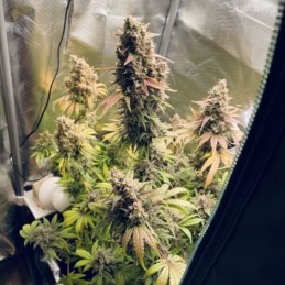 Nasiona marihuany automatyczne Cream Mandarine XL Auto - odmiana konopi