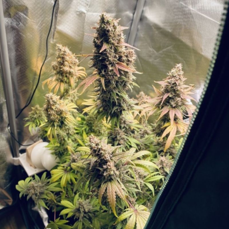 Nasiona marihuany automatyczne Cream Mandarine XL Auto - odmiana konopi