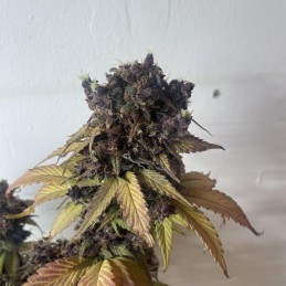 Nasiona marihuany Black Jack - odmiana konopi