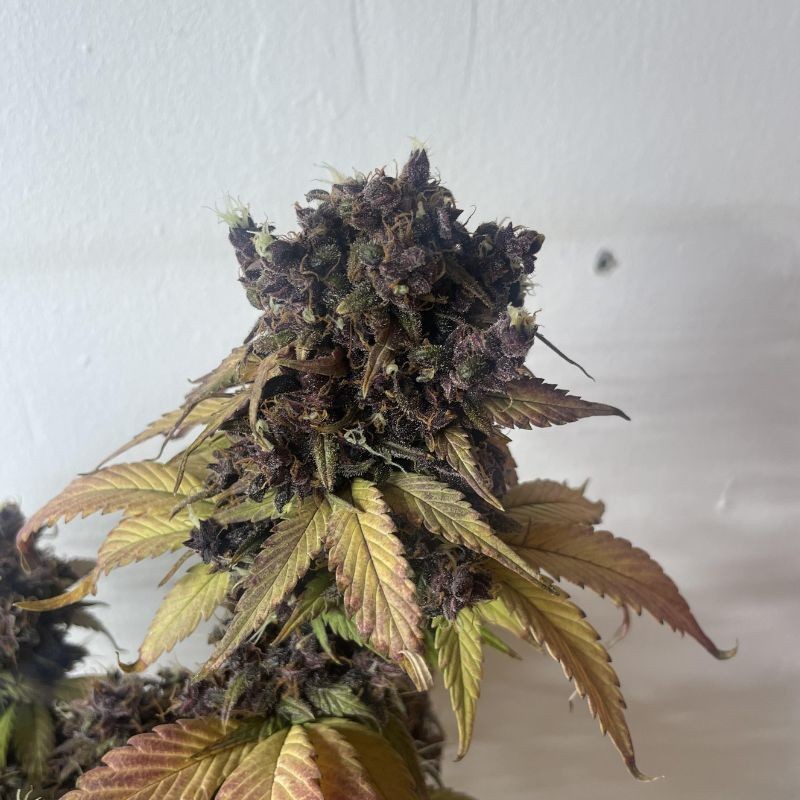 Nasiona marihuany Black Jack - odmiana konopi