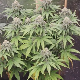 Nasiona marihuany Cream Mandarine F1 Fast Version - odmiana konopi