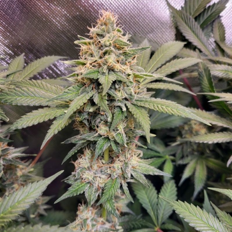 Nasiona marihuany automatyczne Cream Mandarine Auto - odmiana konopi