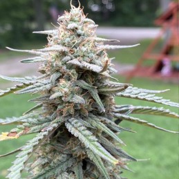 Nasiona marihuany medycznej Black Jack CBD - odmiana konopi