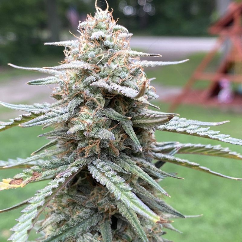 Nasiona marihuany medycznej Black Jack CBD - odmiana konopi