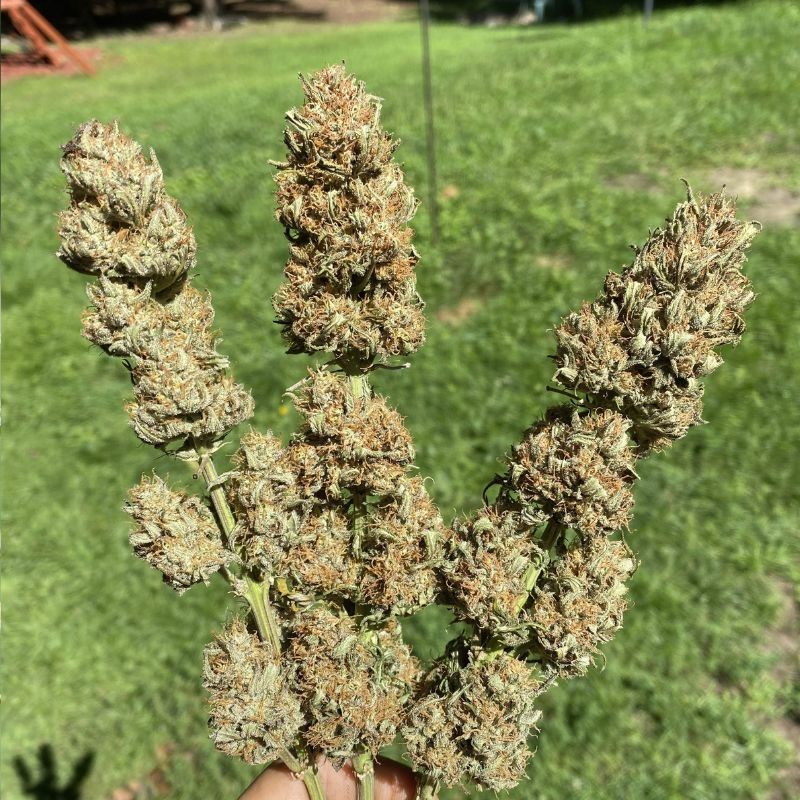 Nasiona marihuany Black Jack F1 Fast Version - odmiana konopi