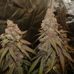 Nasiona marihuany Cream Cream Caramel F1 Fast Version - odmiana konopi