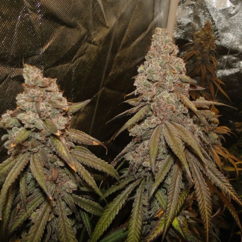 Nasiona marihuany Cream Cream Caramel F1 Fast Version - odmiana konopi