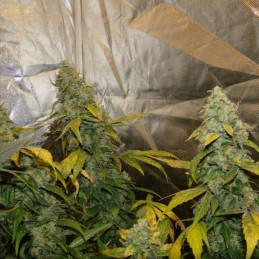 Nasiona medycznej marihuany Cream Cream Cream Caramel CBD - odmiana konopi