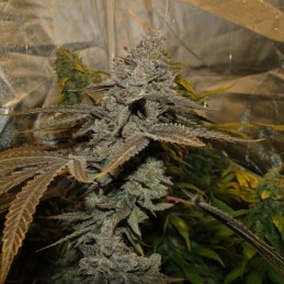 Nasiona marihuany automatyczne Cream Caramel Auto - odmiana konopi