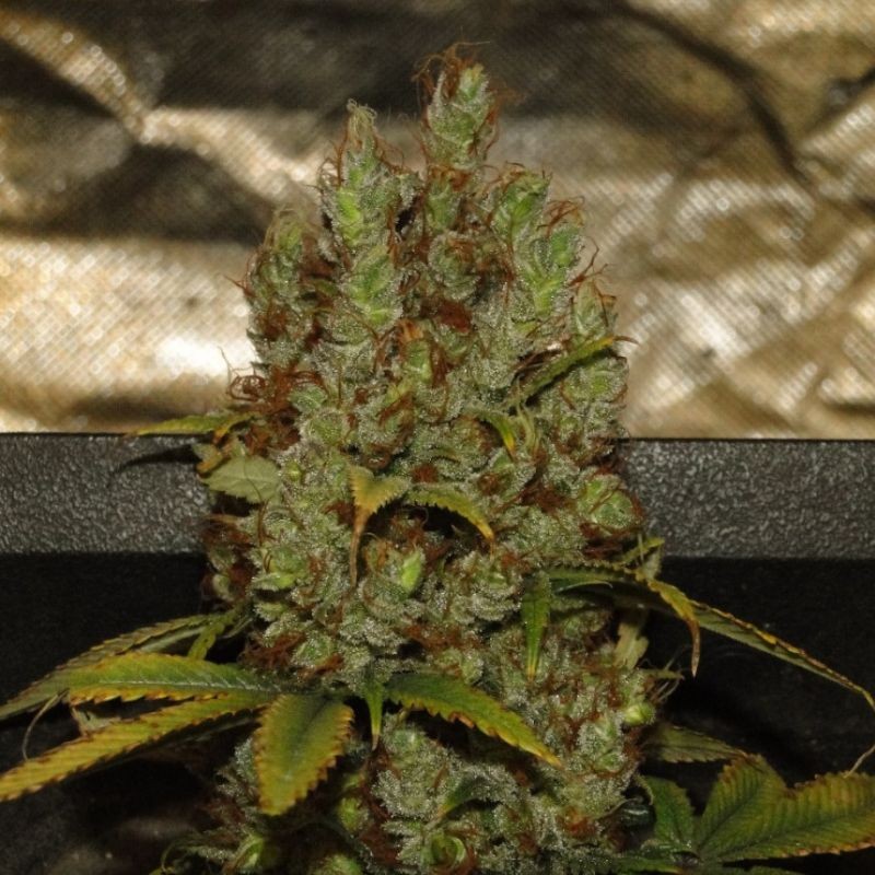 Nasiona marihuany Cream Caramel - odmiana konopi