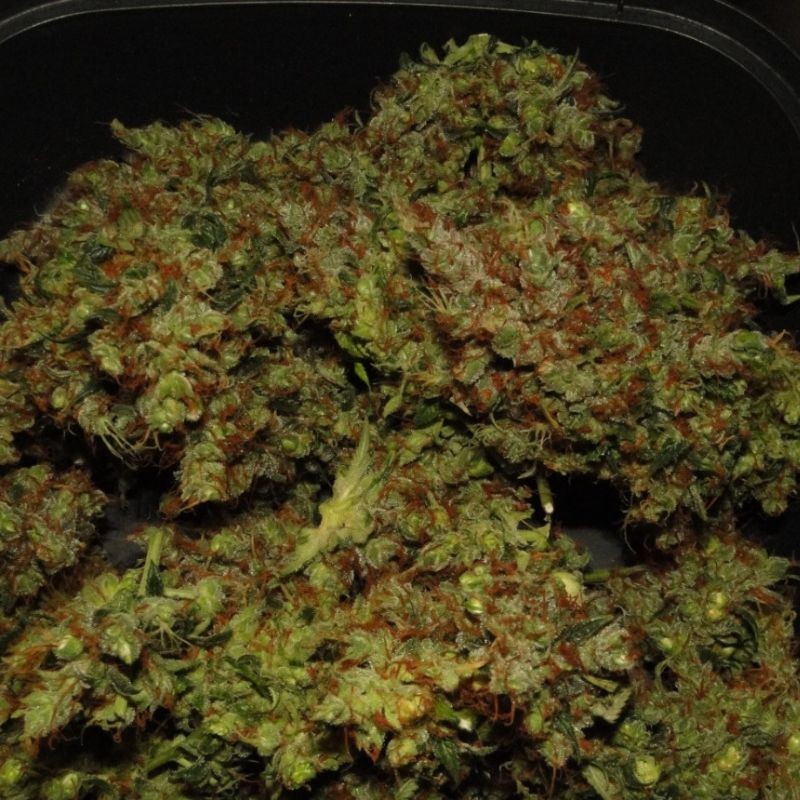 Nasiona marihuany Cream 47 - odmiana konopi