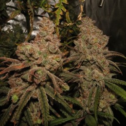Nasiona marihuany Chem Beyond Diesel C.B.D. - odmiana konopi