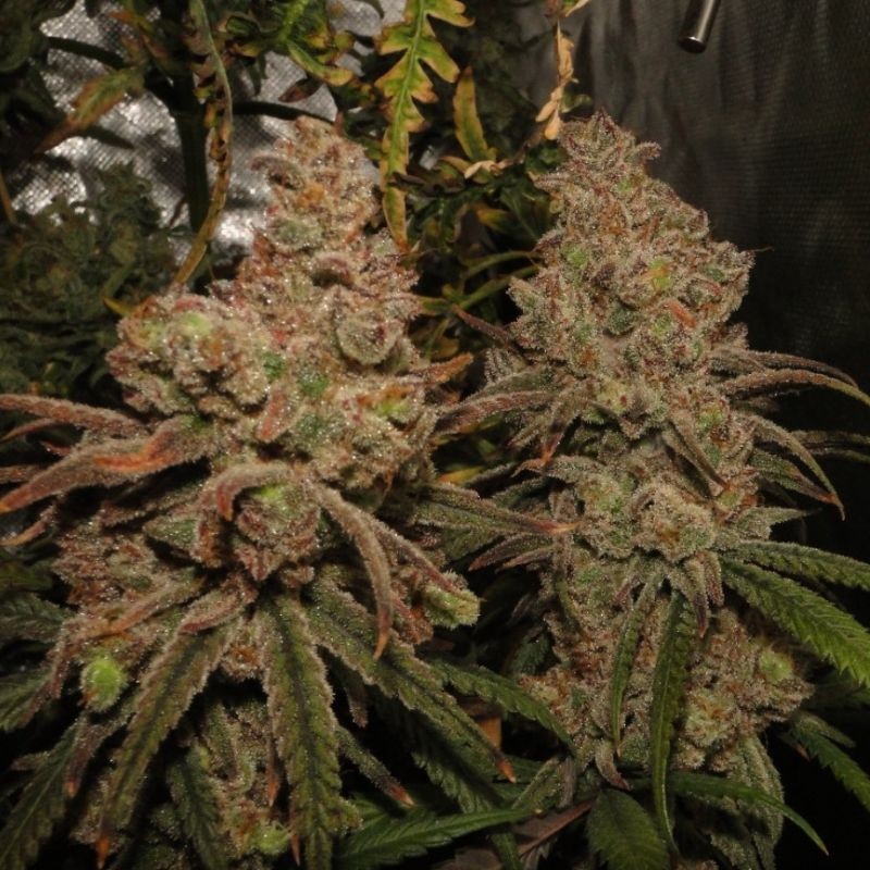 Nasiona marihuany Chem Beyond Diesel C.B.D. - odmiana konopi