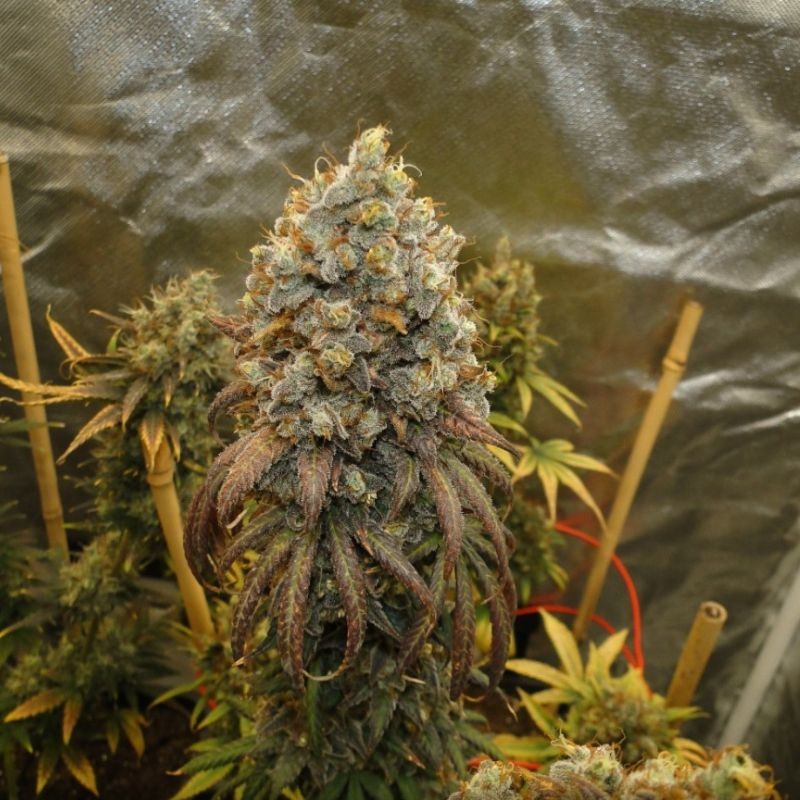 Nasiona marihuany Gorilla Cookies Fast - odmiana konopi