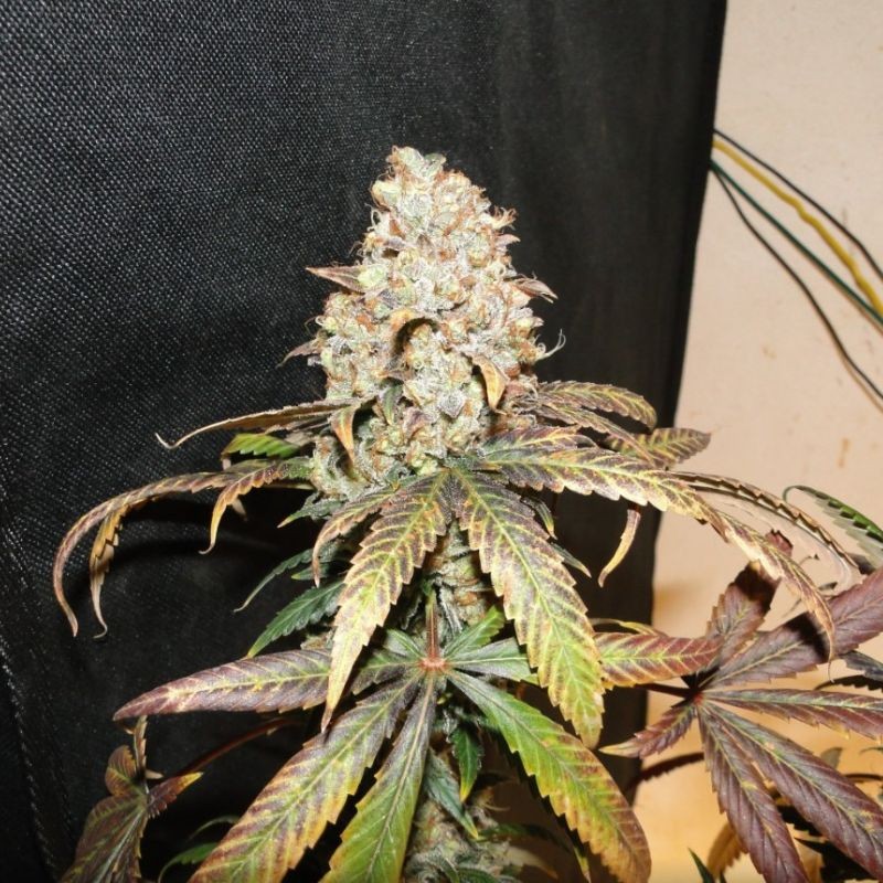 Nasiona marihuany GG4 Sherbet Fast - odmiana konopi