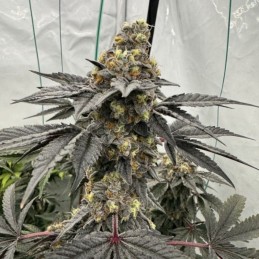 Nasiona marihuany automatyczne Cherry Cola Auto - odmiana konopi