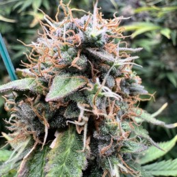 Nasiona marihuany automatyczne Apricot Auto - odmiana konopi