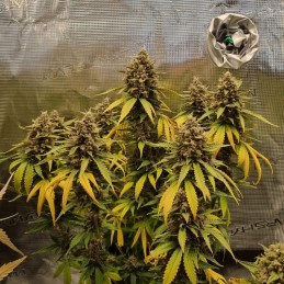 Nasiona marihuany automatyczne Amnesia Zkittlez Auto - odmiana konopi