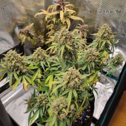 Nasiona marihuany automatyczne Mimosa Cake Auto - opis odmiany konopi