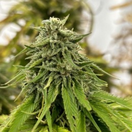 Nasiona marihuany automatyczne Strawberry Pie Auto - opis odmiany konopi