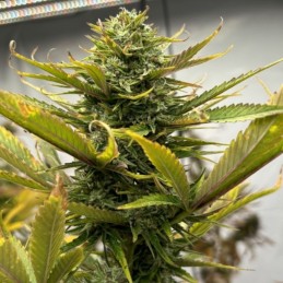 Nasiona marihuany automaty West Coast O.G. Auto - opis odmiany konopi