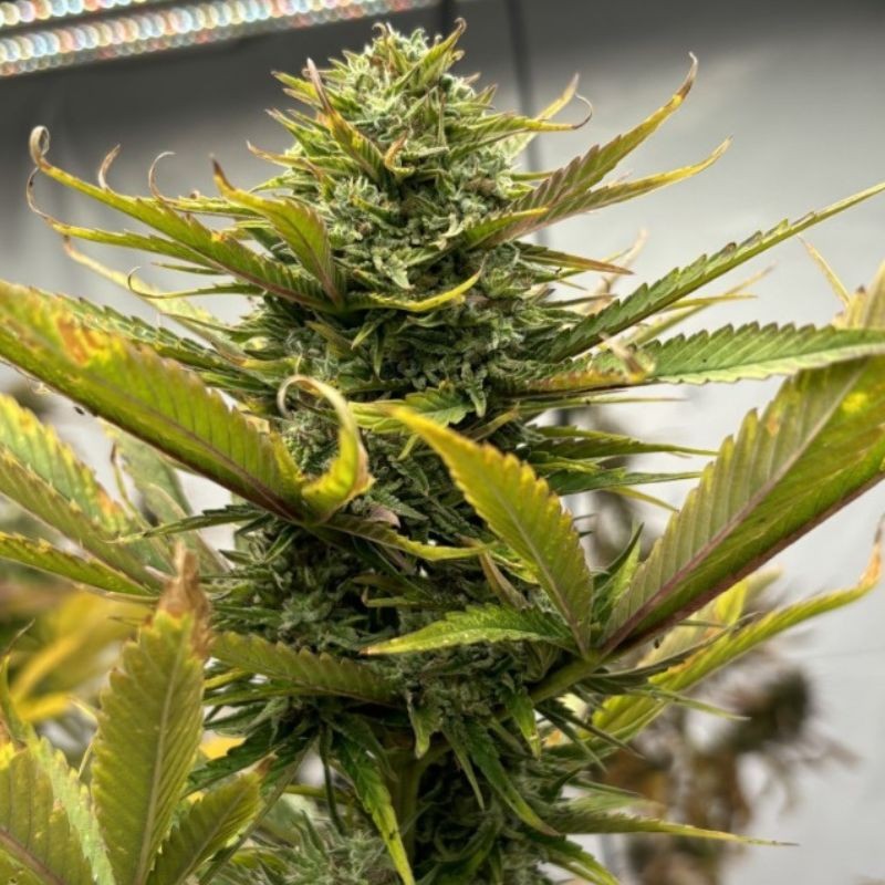 Nasiona marihuany automaty West Coast O.G. Auto - opis odmiany konopi