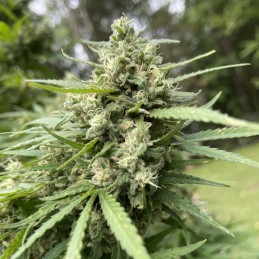 Nasiona marihuany automaty Wedding Glue Auto - opis odmiany konopi