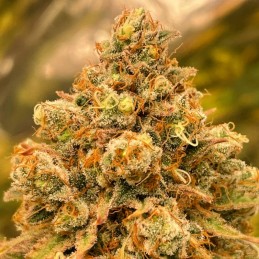 Nasiona marihuany automaty Wedding Cheesecake Auto - opis odmiany konopi