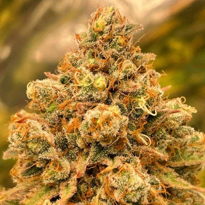 Nasiona marihuany automaty Wedding Cheesecake Auto - opis odmiany konopi