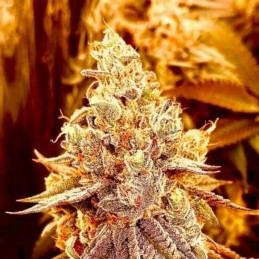 Nasiona marihuany automatyczne Strawberry Gorilla Auto - opis odmiany konopi