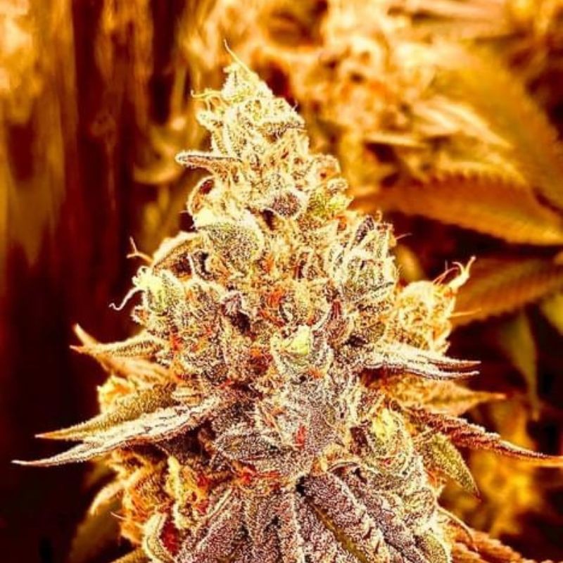 Nasiona marihuany automatyczne Strawberry Gorilla Auto - opis odmiany konopi