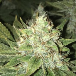 Nasiona marihuany automatyczne Strawberry Banana Auto - opis odmiany konopi